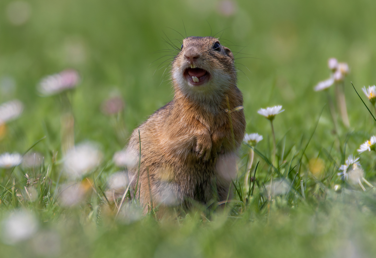 Im Frühling ...