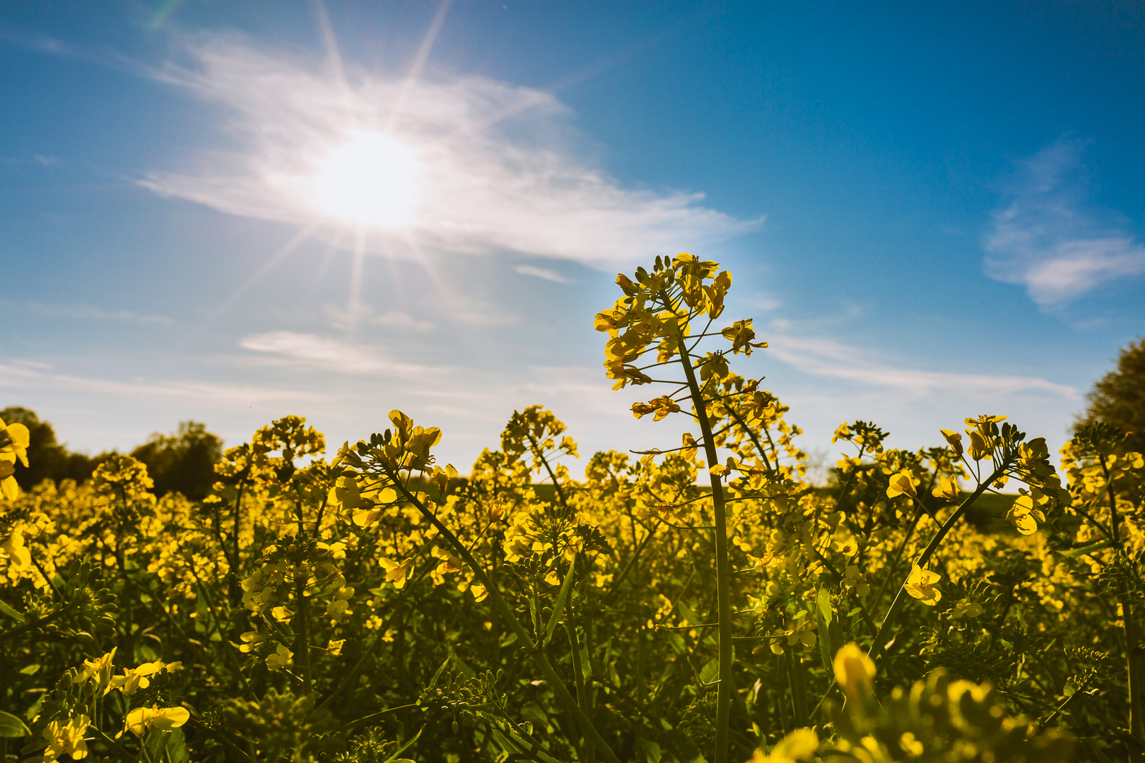 Im Frühling