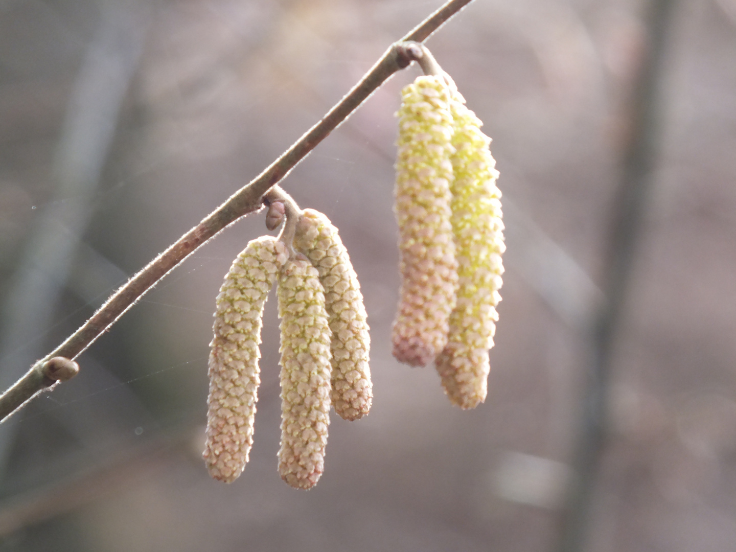 Im Frühling