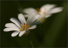 Im Frühling