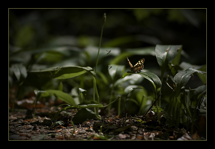 Im Frühling