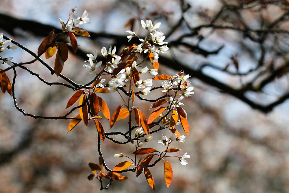 Im Frühling