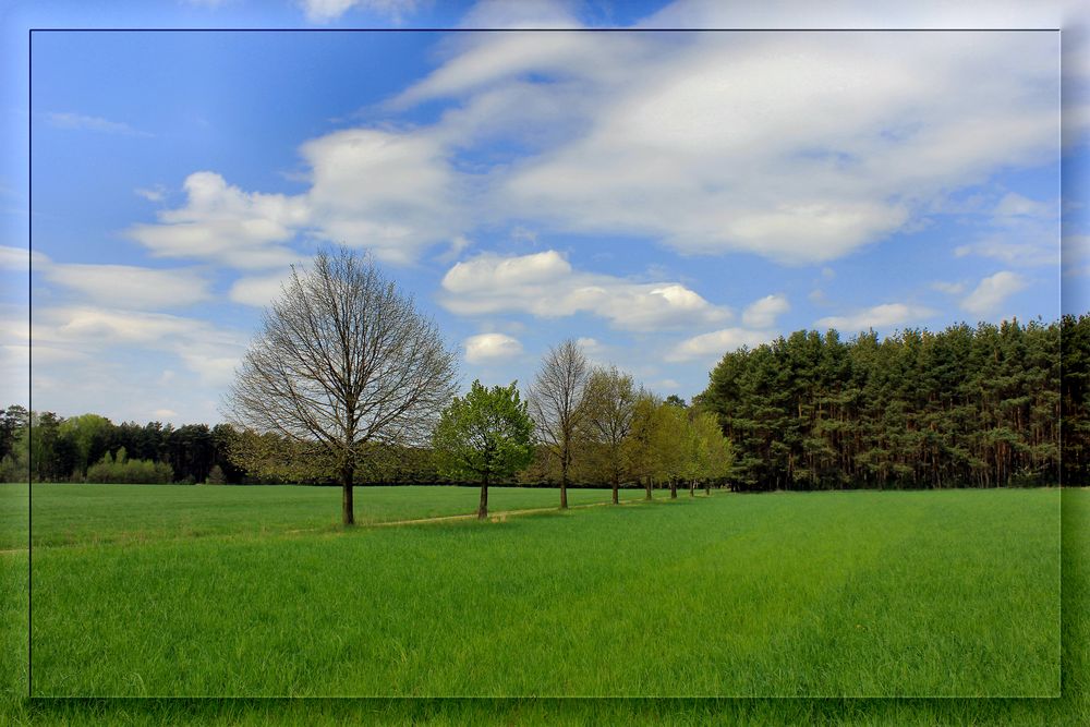 im Frühling