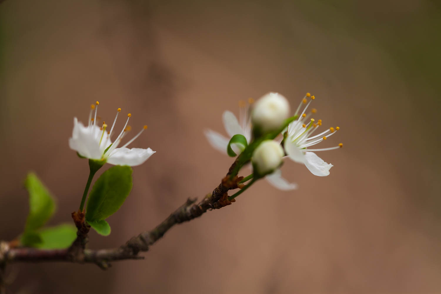 Im Frühling