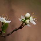 Im Frühling