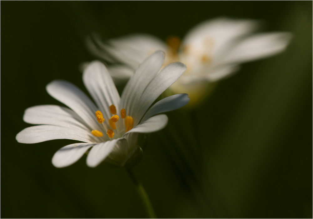 im Frühling