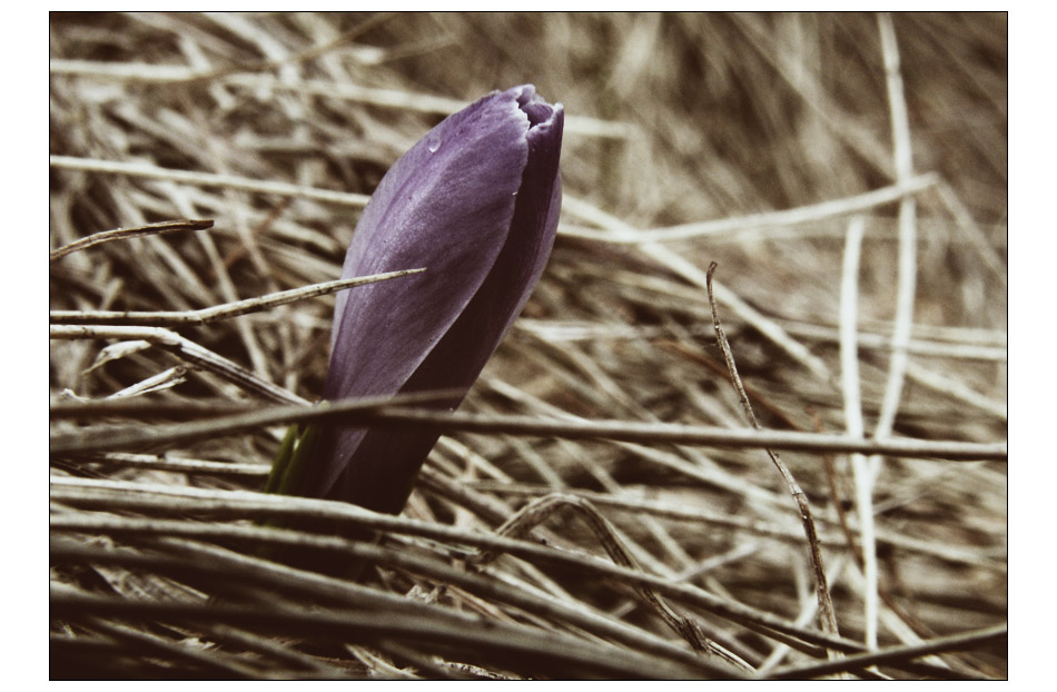 im frühling.