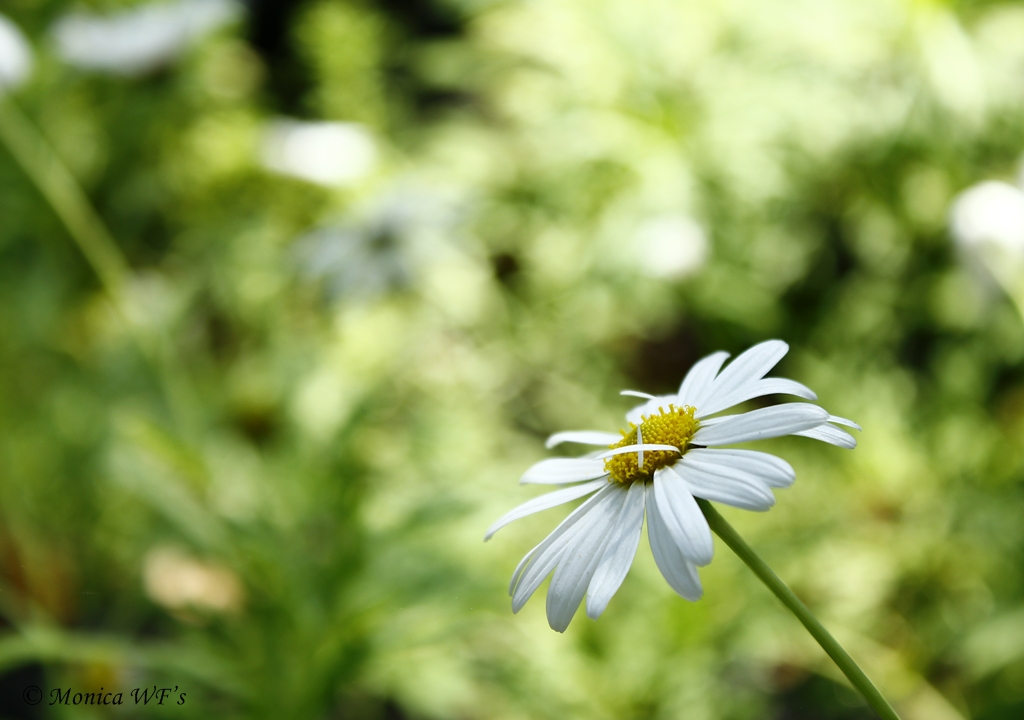 Im Frühling ......