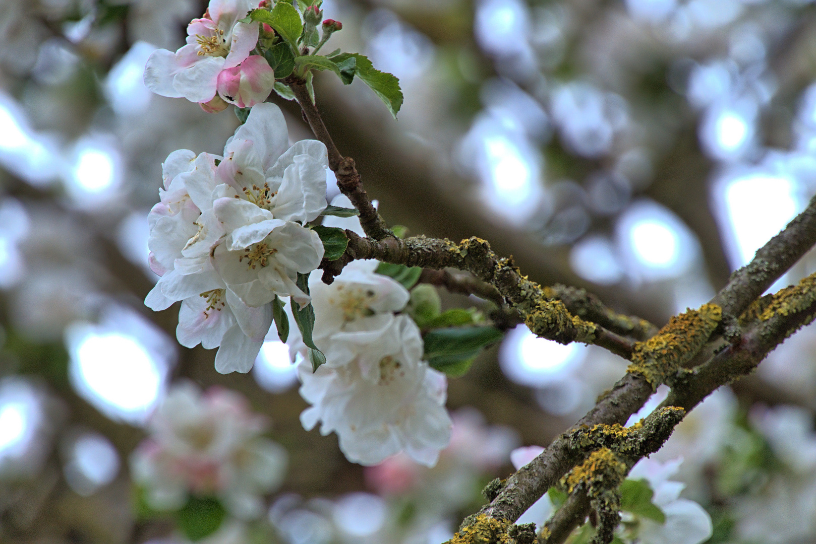 Im Frühling