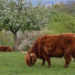 Im Frühling