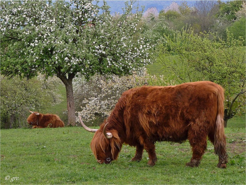 Im Frühling