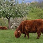 Im Frühling