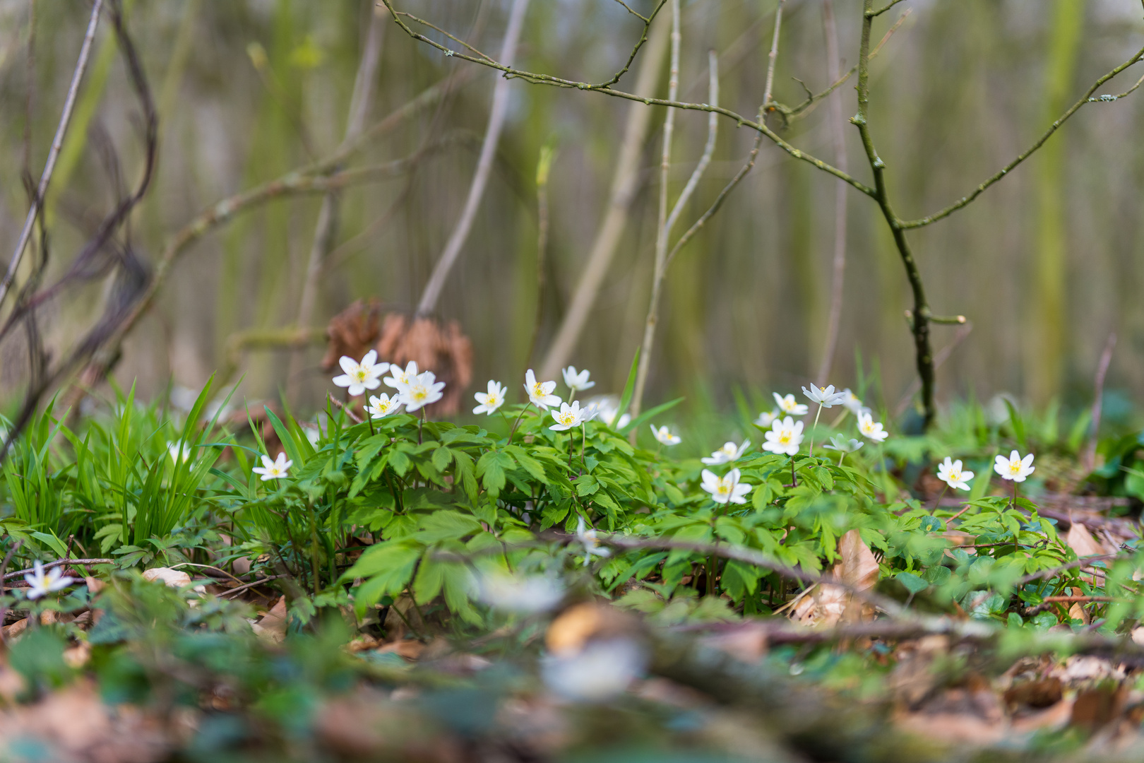 im Frühling