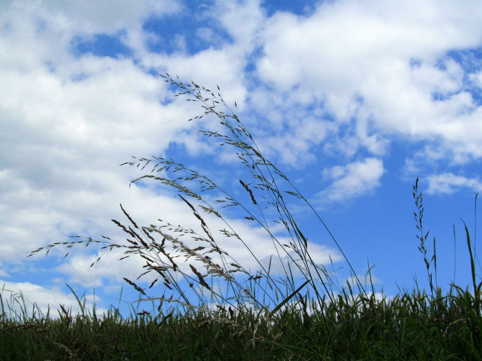 Im Frühling am Feld...