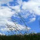 Im Frühling am Feld...