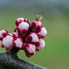 ~ Im Frühling angekommen ~