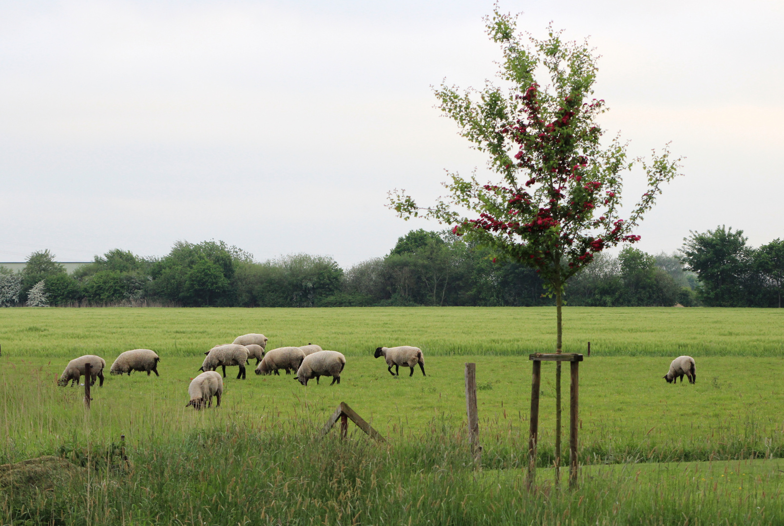 im Frühling auf der Weide 