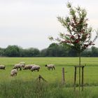 im Frühling auf der Weide 