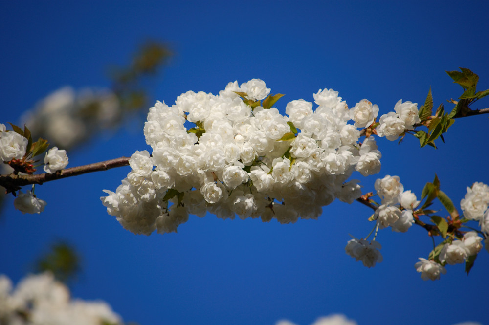 Im Frühling