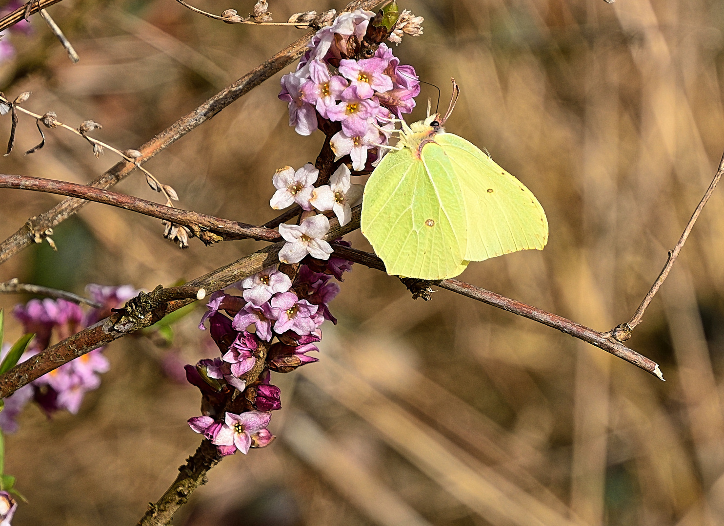 Im Frühling blüht der Seidelbast ...