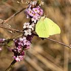 Im Frühling blüht der Seidelbast ...