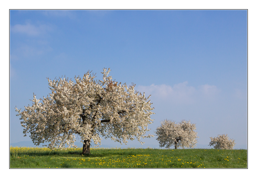 Im Frühling