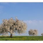 Im Frühling