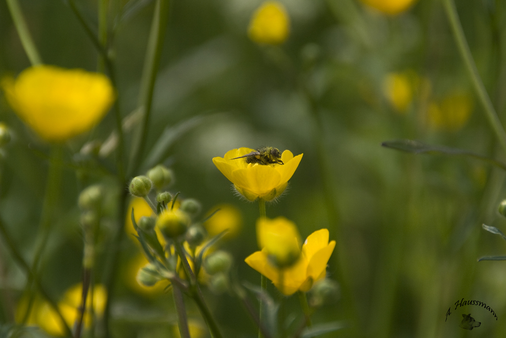 Im Frühling