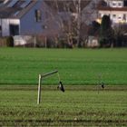 Im Frühling der Bauer...