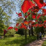 Im Frühling (der ja bald wieder kommt) … 