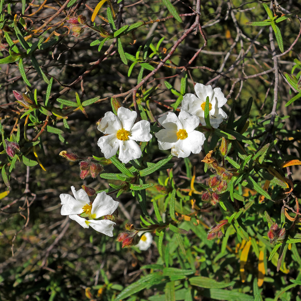 Im Frühling die Straße entlang  /  Lungo la strada in primavera (10)