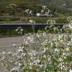 Im Frühling die Straße entlang  /  Lungo la strada in primavera (11)