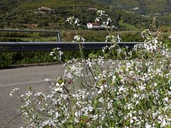 Im Frühling die Straße entlang  /  Lungo la strada in primavera (11)