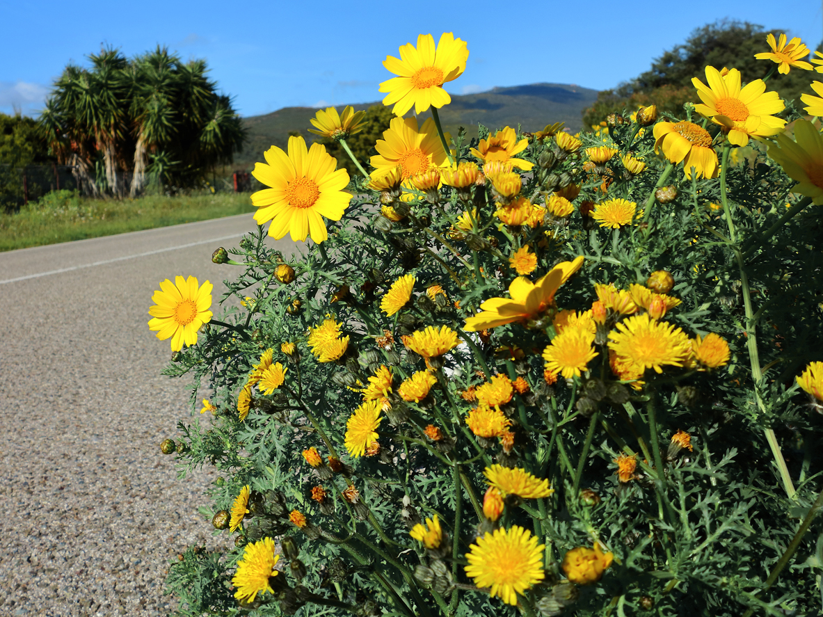 Im Frühling die Straße entlang  /  Lungo la strada in primavera (12)