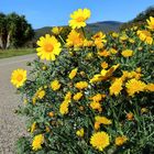 Im Frühling die Straße entlang  /  Lungo la strada in primavera (12)