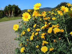 Im Frühling die Straße entlang  /  Lungo la strada in primavera (12)