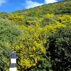 Im Frühling die Straße entlang  /  Lungo la strada in primavera (14)