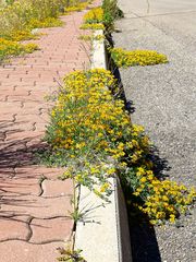 Im Frühling die Straße entlang  / Lungo la strada in primavera (15)