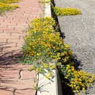 Im Frühling die Straße entlang  / Lungo la strada in primavera (15)