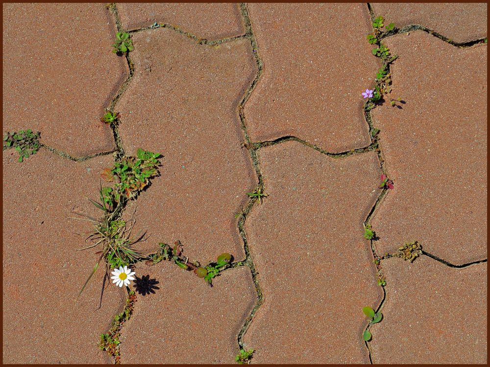 Im Frühling die Straße entlang  /  Lungo la strada in primavera (3)