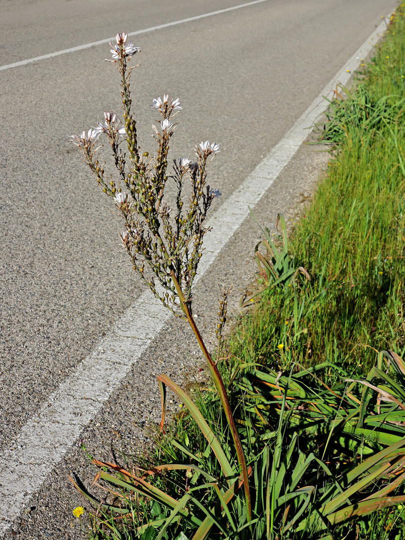 Im Frühling die Straße entlang  /  Lungo la strada in primavera (9)