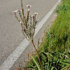 Im Frühling die Straße entlang  /  Lungo la strada in primavera (9)