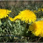 Im Frühling dominiert gelb