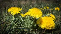 Im Frühling dominiert gelb