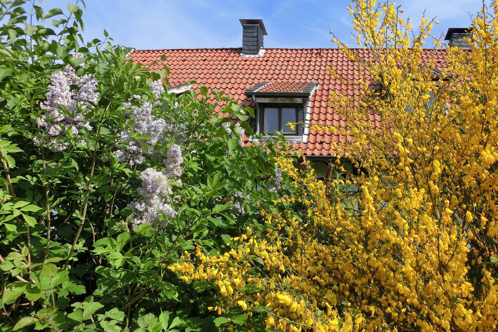 Im Frühling ertrunken