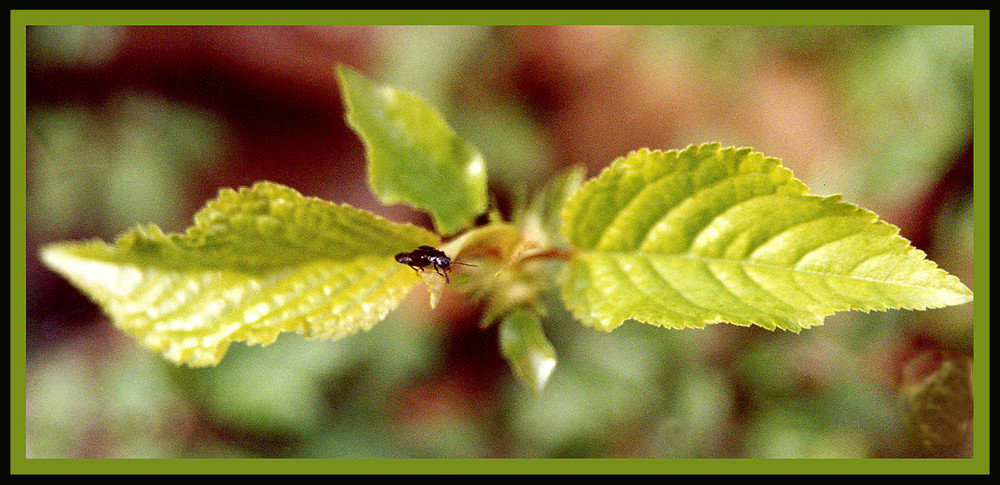 Im Frühling