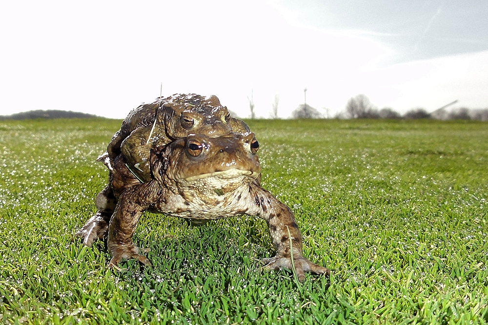 Im Frühling habe ich immer so schwer zu schleppen