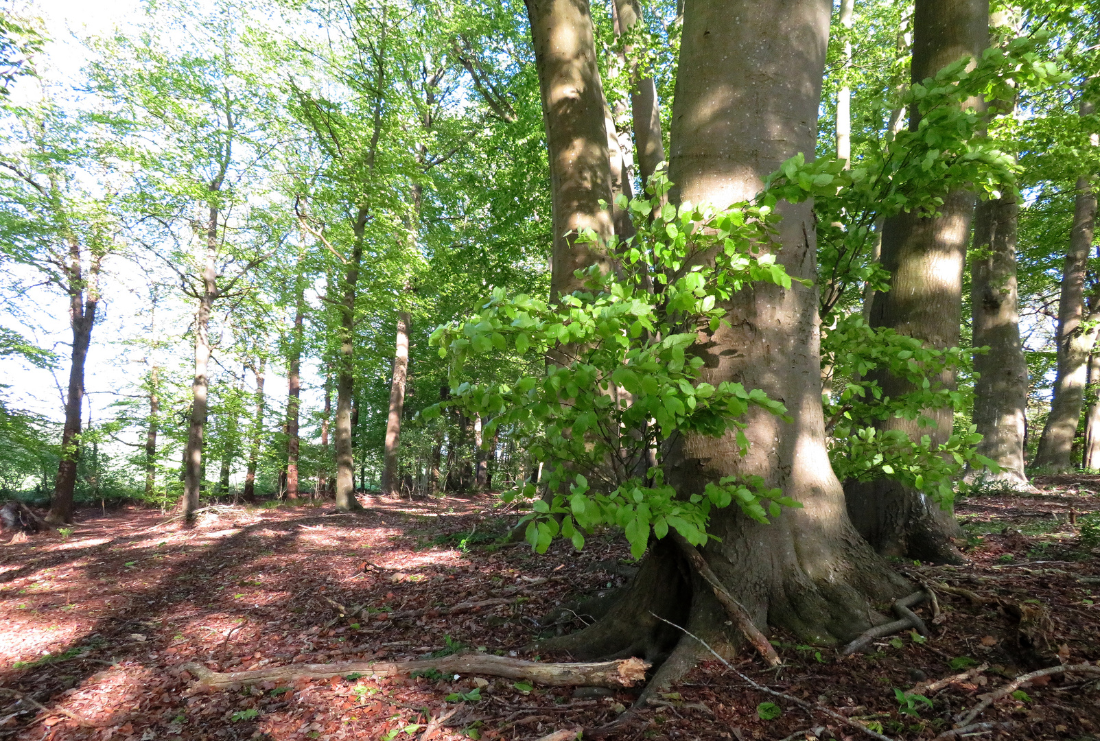 Im Frühling im kleinen Wald ...