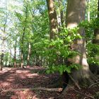 Im Frühling im kleinen Wald ...