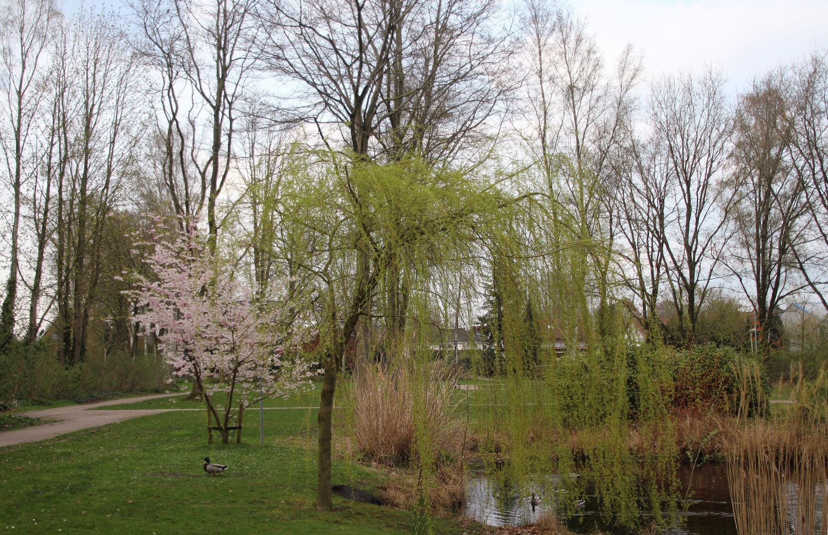 Im Frühling im Park 